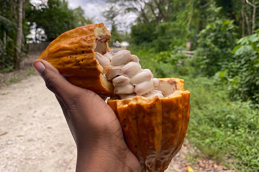 Cocoa farming in Ghana