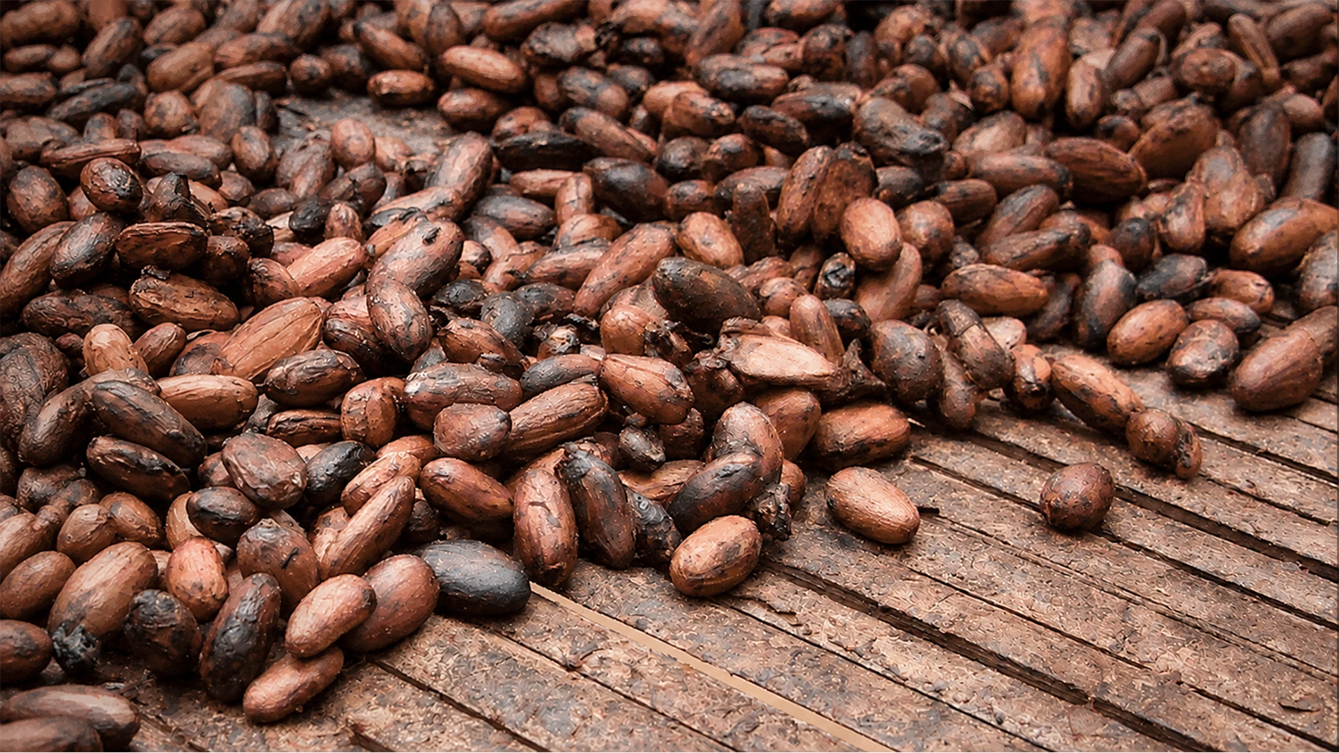 Cocoa beans drying, sourced from Ghana